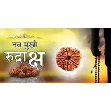 9 Mukhi Rudraksh (4.0)